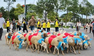 Độc lạ hàng trăm chú cừu xuống phố diễu hành đón năm mới 2024