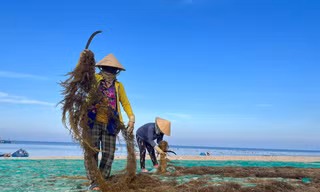 Thu nhập tiền triệu mỗi ngày nhờ cắt 'rau xanh' dưới đáy biển 