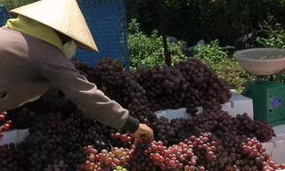 Đưa nho, khoai tây Trung Quốc vào danh sách ‘đen’