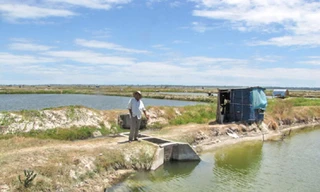 Nhiều hồ tôm sú tại xã Phú Xuân phải thu hoạch vội vì lo ngại tác hại từ tôm chân trắng do cán bộ xã thả nuôi. Ảnh: Ngọc Văn