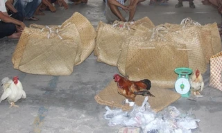 Triệt phá tụ điểm đá gà ăn tiền, tạm giữ 25 đối tượng