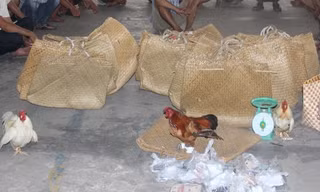 Triệt phá tụ điểm đá gà ăn tiền, tạm giữ 25 đối tượng