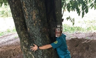 Hé lộ cán bộ tiếp tay 'đào trộm' gỗ quý hồ Dầu Tiếng