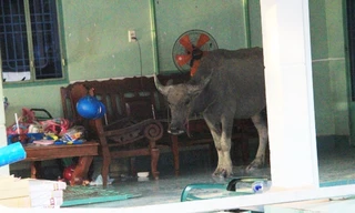 'Trâu điên' húc nhiều người nhập viện ở Bình Dương