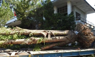 Vụ cây giáng hương hồ Dầu Tiếng bị 'đào trộm': Đã tìm thấy cây