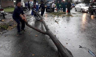 Gió lốc gãy cành cây đè xe máy, người đàn ông thoát chết