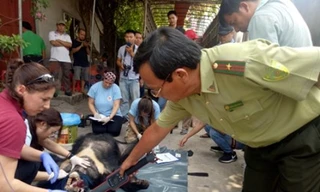 Giải cứu cặp gấu nặng gần 2,5 tạ ở Bình Dương về rừng