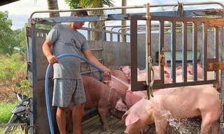 Thương lái 'chơi ép' người nuôi heo trước dịch tả châu Phi?