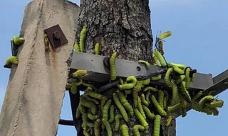 Rợn người cảnh hàng ngàn con sâu 'lạ' xuất hiện ở Bình Dương