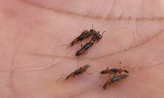 Nhiều người mắc bệnh lạ vì bị côn trùng đốt