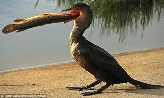 Chim cốc nuốt chửng cá hỏa tiễn dài nửa mét