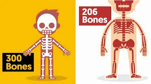 1001 thắc mắc: Kỳ lạ vì sao em bé lắm xương hơn người lớn?