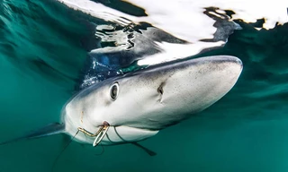 Kinh hãi với video cá mập lảng vảng bên cạnh người tắm biển 