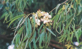 Tạo thuốc bảo vệ thực vật từ cây thông, bạch đàn