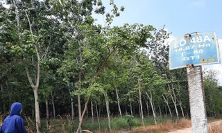 Nhiều nông trường ở Bình Dương vẫn đang phát triển rừng cây cao su 