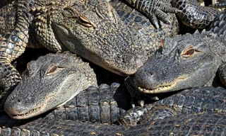 Cá sấu tiêu hoá thức ăn thế nào, sao chúng có thể nhịn đến vài tháng?