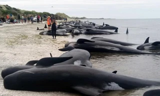 1001 thắc mắc: Vì sao lại có hiện tượng cá voi tự sát tập thể