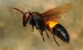 Ong vò vẽ bị thu hút bởi mùi mồ hôi của người
