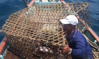 Làng biển trong 'bão giá' xăng dầu - Kỳ 2: Mất rồi… nghề bóng mực! 