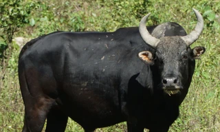 Bảo tồn đàn bò tót lai 'độc nhất vô nhị' ở Việt Nam