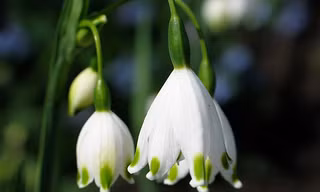 Vẻ đẹp của hoa snowdrop