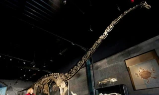 Bỏ 600.000 USD mua một bộ xương khủng long