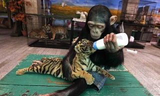 Mẹ tinh tinh cho hổ con bú sữa