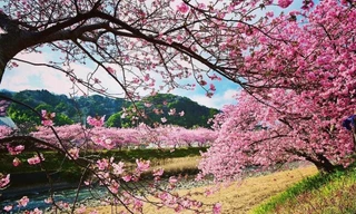 Những thiên đường hoa anh đào từ Việt Nam ra thế giới 