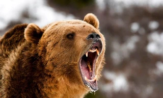 THẾ GIỚI 24H: Triệu phú Nga bắn chết người vì tưởng nhầm là gấu nâu