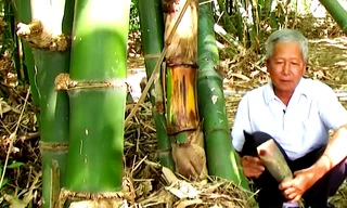 Trồng loại cây làm thức ăn và thuốc, nông dân Bà Rịa-Vũng Tàu cắt không kịp bán