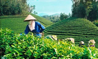 Vì sao chè Việt Nam dễ rơi vào 'bẫy' giá rẻ? 