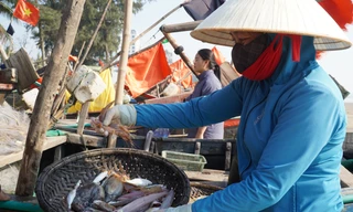 Cá khoai hơn nửa triệu đồng một kg, người dân tranh nhau mua