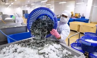'Bơm' 100.000 tỷ đồng cho doanh nghiệp nông, lâm, thủy sản 