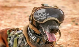 Mũ bảo hiểm mới cực 'ngầu' dành cho chó nghiệp vụ. Ảnh: Defenseworld