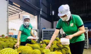  Trái cây Việt ra sao khi Trung Quốc tăng nhập khẩu của nước khác? 
