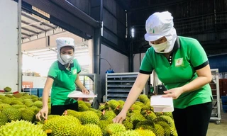 Trái cây vua ‘tái xuất’, mở đường cho xuất khẩu rau quả tăng vọt