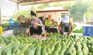 Xoài Việt Nam đang ‘làm mưa làm gió’ ở Trung Quốc