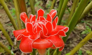 Công dụng tuyệt vời của loài sen đa lộc được nhiều người săn đón ngày vía Thần tài