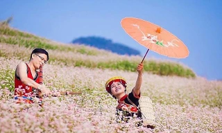 Hoa tam giác mạch được xem là biểu tượng đặc trưng của Hà Giang