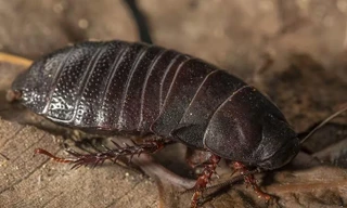 Gián khổng lồ tưởng tuyệt chủng cách đây 80 năm bất ngờ xuất hiện ở Úc