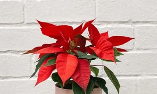 Những loại hoa trưng ngày Tết rất đẹp nhưng tiềm ẩn nhiều ‘hiểm hoạ’, cần cẩn thận khi mua về