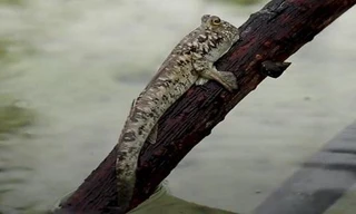 Giải mã loài cá kỳ lạ nhất hành tinh có thể leo cây, chạy nhảy trên cạn 