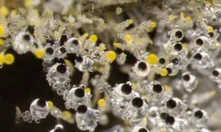 Chiêm ngưỡng những loại nấm 'ảo ma' nhất hệ mặt trời