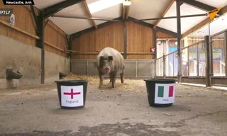 Chú heo tiên tri dự đoán đội vô địch EURO 2020