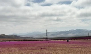 'Rừng hoa' bất ngờ bao phủ sa mạc khô cằn nhất thế giới 