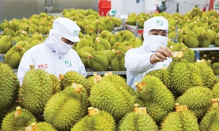 Sầu riêng Việt Nam sắp có ‘hộ chiếu chất lượng’ quốc tế