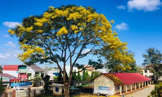 Phượng nở vàng rực góc sân trường.