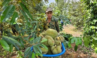 Sầu riêng Việt Nam đón tin vui 