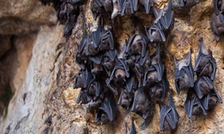 Hang dơi bí mật có thể hé lộ nguồn gốc Covid-19