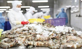 Bất ngờ về thủy sản Việt Nam xuất khẩu